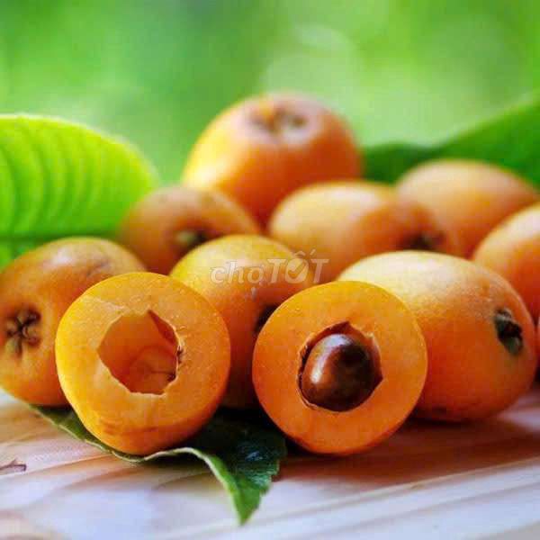 Cây giống Nhót Nhật. Mua bán Đồ chuyên dụng, Giống nuôi trồng tại Quận Hà Đông Hà Nội được đăng bởi Nguyễn Văn Hoàng  hình 1