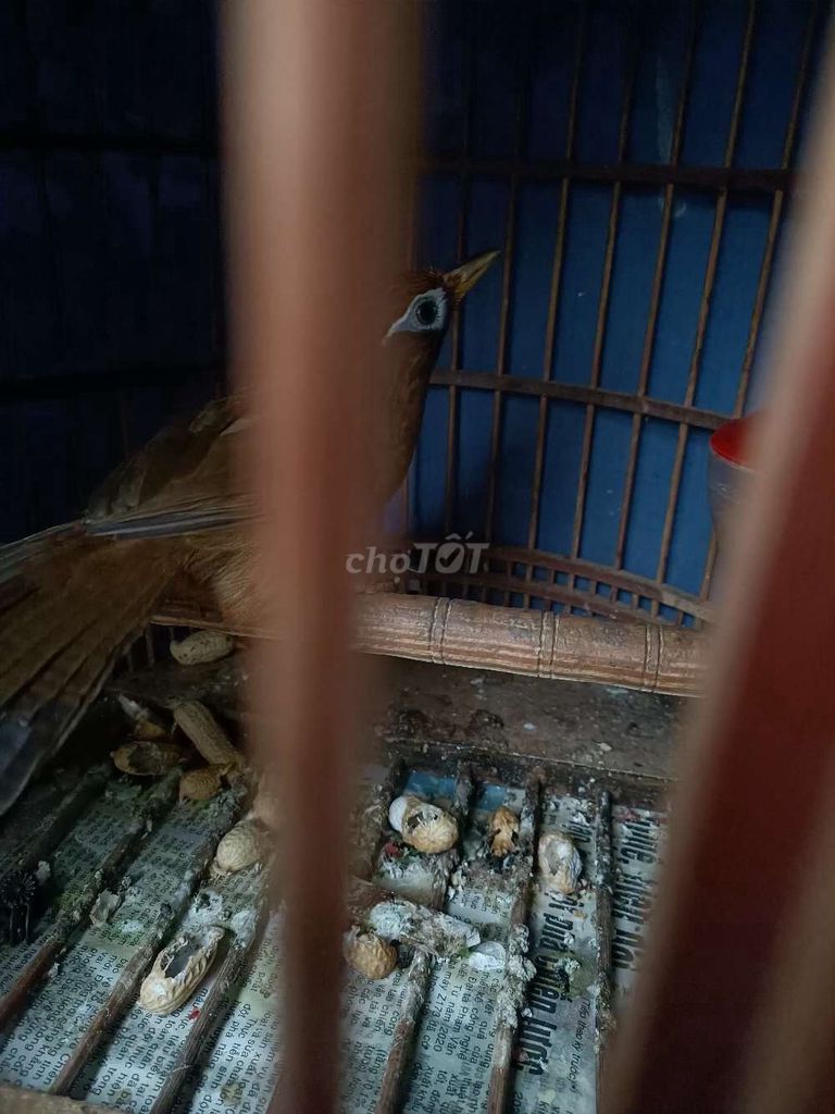 Chim Mì trống trên 2 năm. Mua bán Chim tại Quận Thanh Xuân Hà Nội được đăng bởi Tuân hình 1