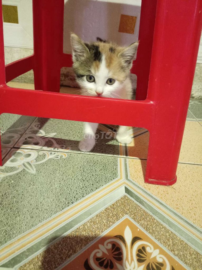 Mèo Anh lông ngắn 2 tháng tuổi. Mua bán Mèo tại Huyện Gia Lâm Hà Nội được đăng bởi Tham Vu hình 1