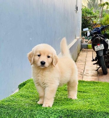 Chó Golden Retriever Vàng kem Con đã tiêm