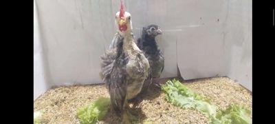 Gà Cặp SERAMA TRỐNG MÁI ĐIỀU XÁM 2718. Mua bán Gà tại Quận 8 Tp Hồ Chí Minh được đăng bởi THUẬN PHÁT SERAMA