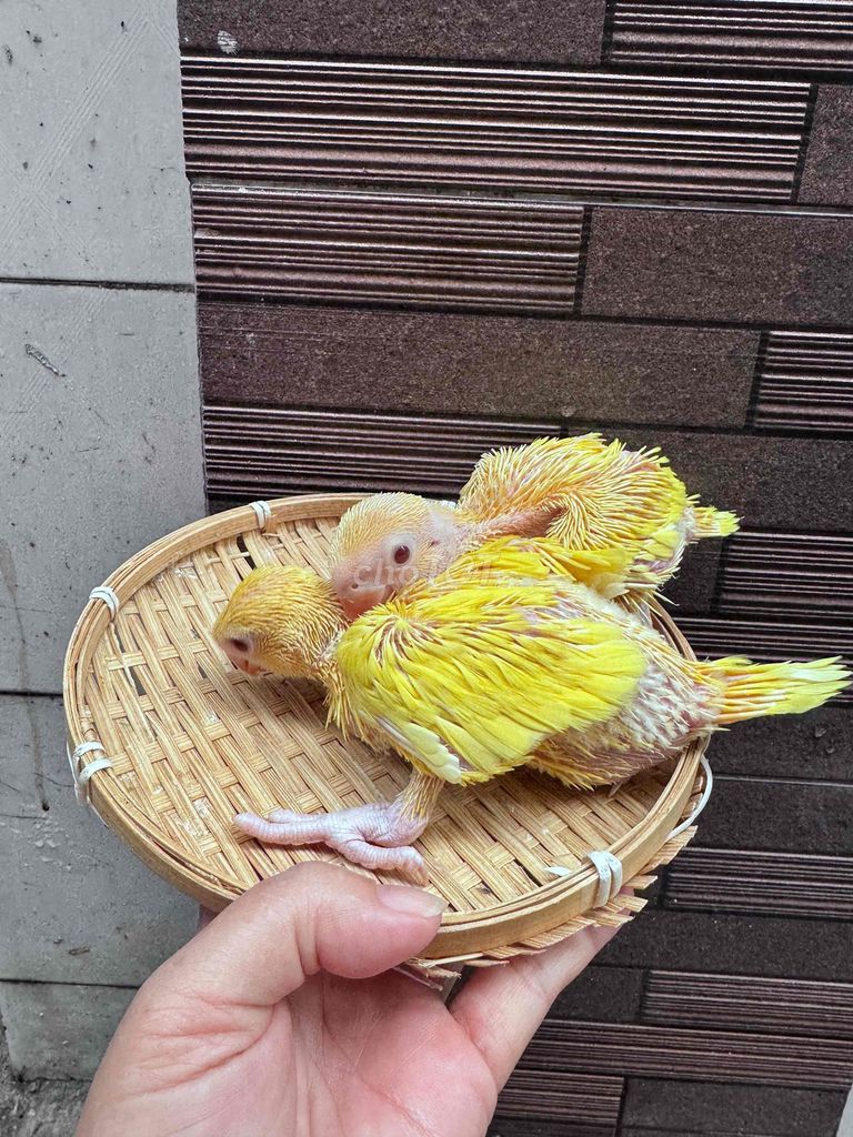 Chim Vẹt non màu Vàng. Mua bán Chim tại Quận Tân Phú Tp Hồ Chí Minh được đăng bởi Thủy huỳnh hình 1