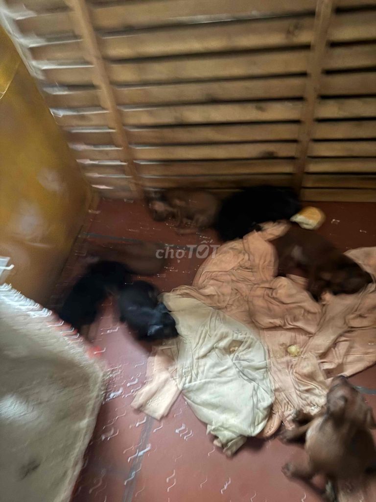 Chó con giống nhỏ cả hai màu. Mua bán Chó tại Huyện Thanh Trì Hà Nội được đăng bởi Toan Nguyenvan hình 1