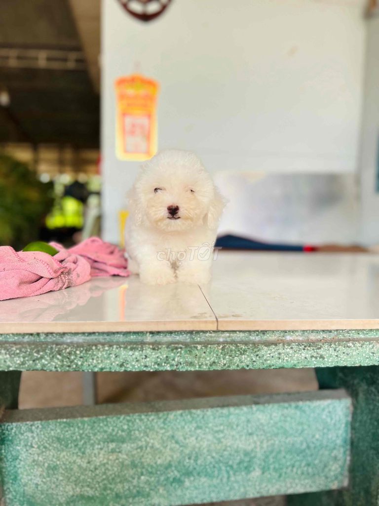 poodle nhà sinh sản