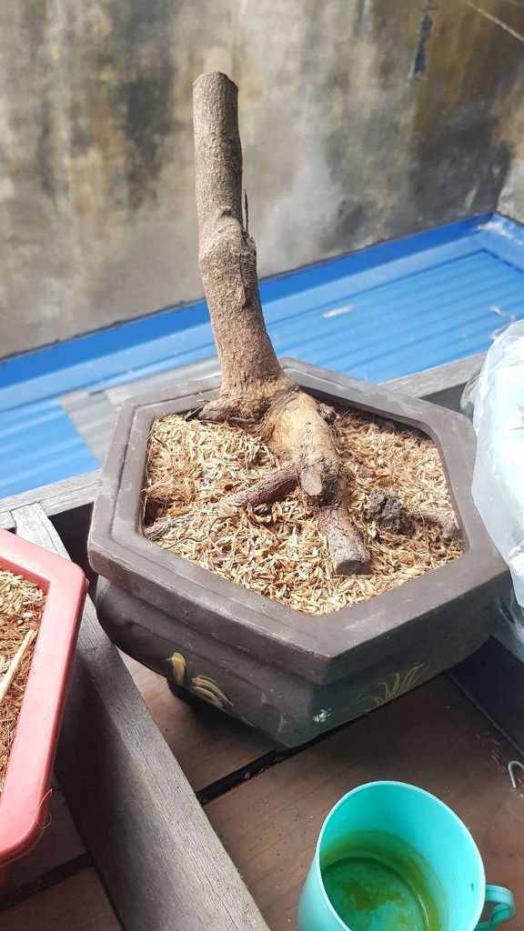 Phôi cây cảnh Mai vàng. Mua bán Cây cảnh, đồ trang trí tại Quận Lê Chân Hải Phòng được đăng bởi Manh Nguyen hình 1