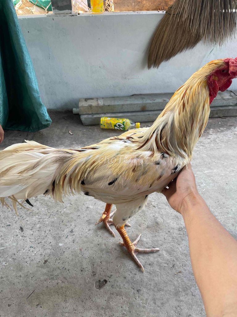 Gà trống Vàng úa Đực chưa qua cựa. Mua bán Gà tại Huyện Thủ Thừa Long An được đăng bởi Ken Nguyễn  hình 1