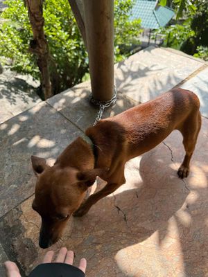 chó phóc hươu, có thể thương lượng