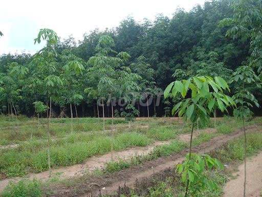 🔥 BÁN ĐẤT CHÍNH CHỦ - HƠN 2HA TRUNG TÂM PHƯỜNG UYÊN HƯNG 🔥. Mua bán Đất tại Thị xã Tân Uyên Bình Dương được đăng bởi Hoàng Thị Hải hình 2