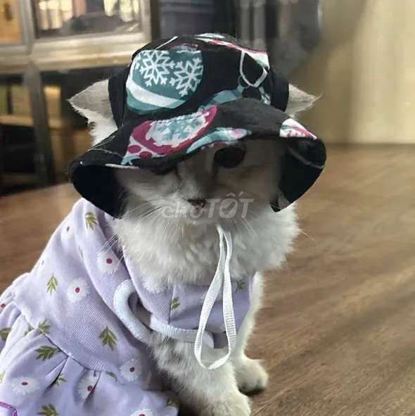 Mèo anh long dài khu vực cao lãnh. Mua bán Mèo tại Huyện Lấp Vò Đồng Tháp được đăng bởi Quân Hồ hình 4