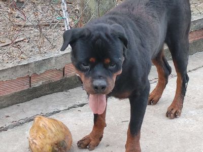 Chó Đực Giấy Vka. Mua bán Chó tại Huyện Bình Chánh Tp Hồ Chí Minh được đăng bởi Nhân Rottweiler 