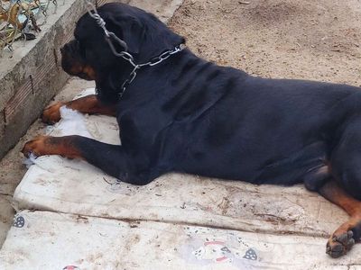 Chó Rottweiler Rặt Giống.