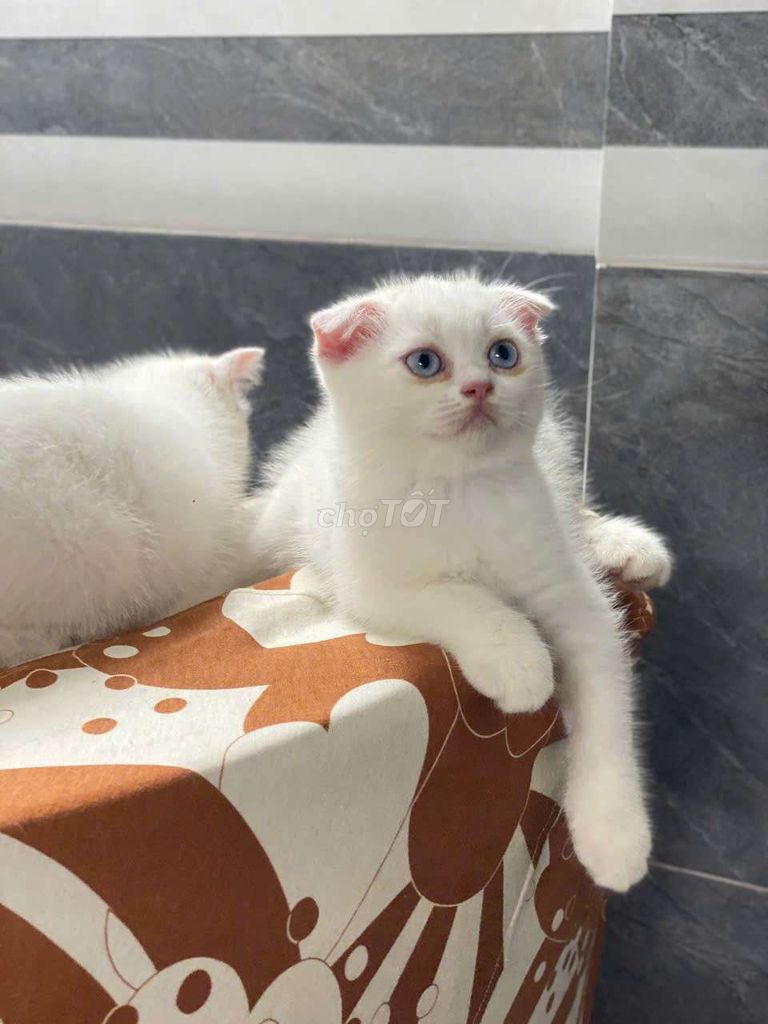 Mèo ALN Trắng Tai cụp Mắt xanh. Mua bán Mèo tại Quận 6 Tp Hồ Chí Minh được đăng bởi Bảo Đức hình 1