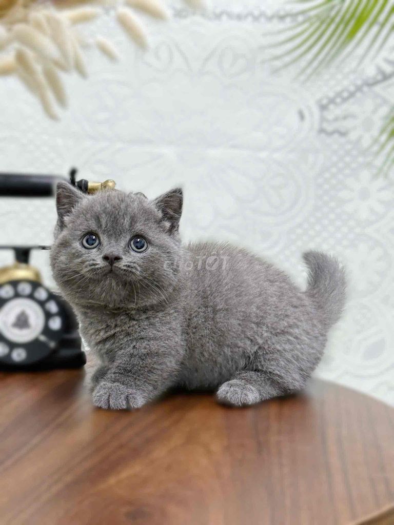 Mèo chân ngắn màu xám xanh. Mua bán Mèo tại Quận 8 Tp Hồ Chí Minh được đăng bởi ti pet town hình 1