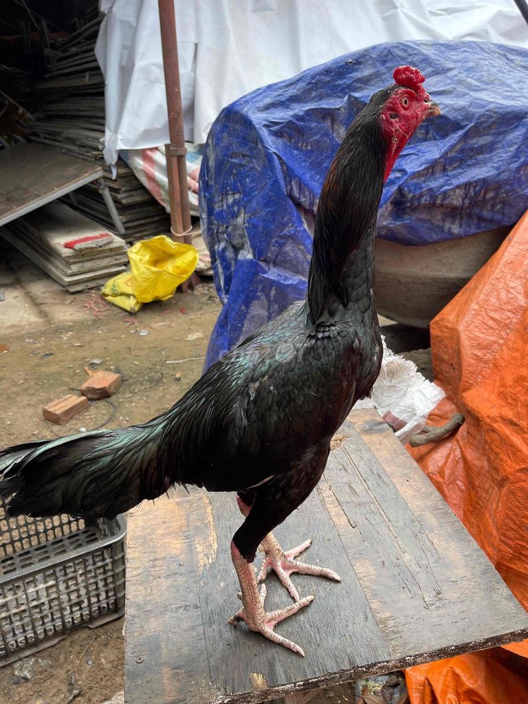 Gà chọi Đen Đực 2.6kg. Mua bán Gà tại Huyện Đan Phượng Hà Nội được đăng bởi Nguyễn Bá Thành hình 1