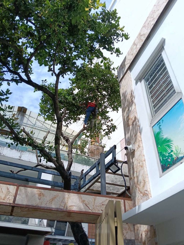 Dịch vụ chăm sóc cây cảnh tại nhà. Dịch vụ tại Quận Tân Phú Tp Hồ Chí Minh được đăng bởi Cây cảnh sàigòn hình 1
