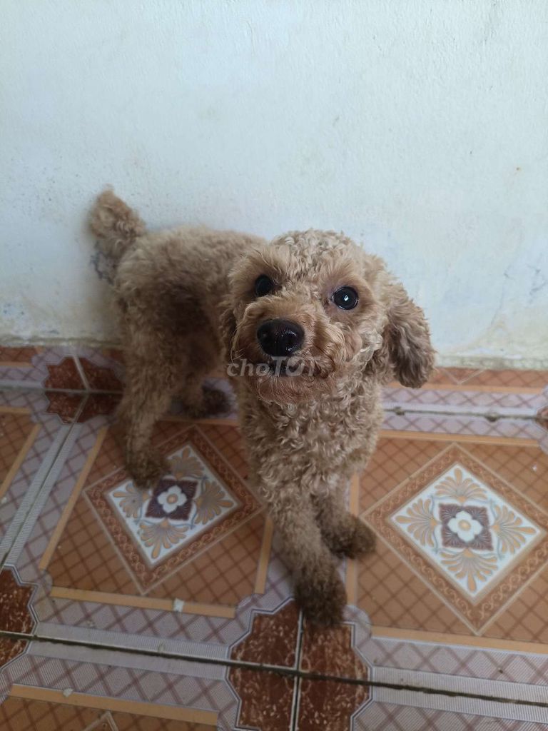 Poodle đực, hơn 1 tuổi. Mua bán Chó tại Quận Hải Châu Đà Nẵng được đăng bởi Vo Lam hình 6