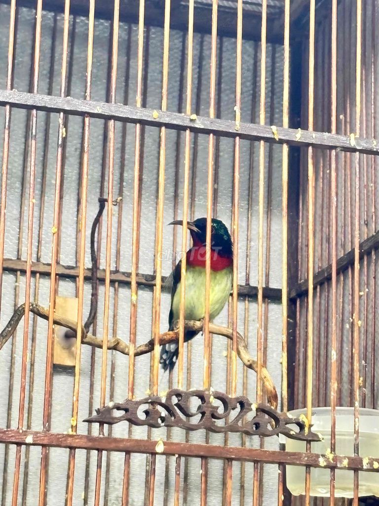 bộ hút mật đuôi chẻ thuần dạn. Mua bán Chim tại Quận 12 Tp Hồ Chí Minh được đăng bởi Triển hình 1