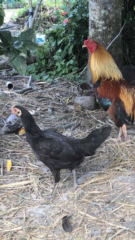 Gà Cuban trống Đen, Nâu vàng. Mua bán Gà tại Thành phố Sa Đéc Đồng Tháp được đăng bởi hoa kieng minh phung hình 1