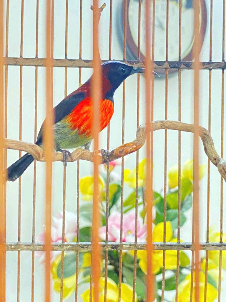 bộ hút mật ngực cam thuần dạn. Mua bán Chim tại Quận 12 Tp Hồ Chí Minh được đăng bởi Triển hình 1