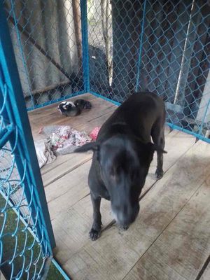 Mẹ con chó cỏ lớn ký, rất khôn. Mua bán Chó tại Huyện Giồng Trôm Bến Tre được đăng bởi Quốc Đạt