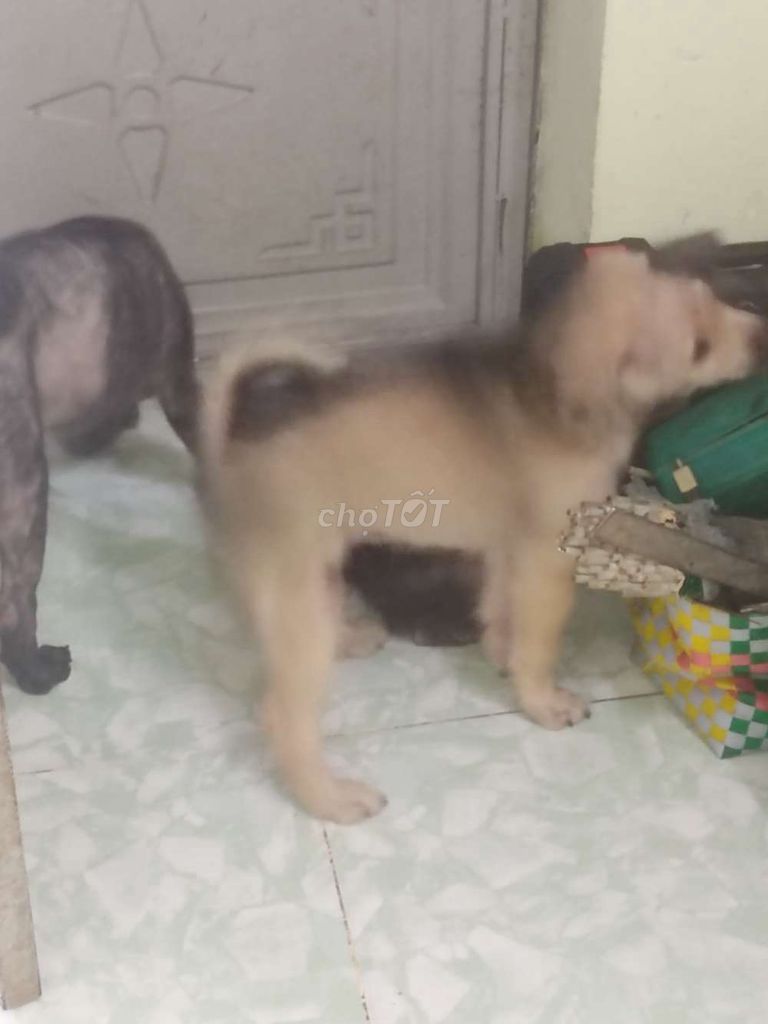 Chó cỏ Vàng Đen 2 tháng. Mua bán Chó tại Huyện Đức Hòa Long An được đăng bởi Lê Tuân  hình 1
