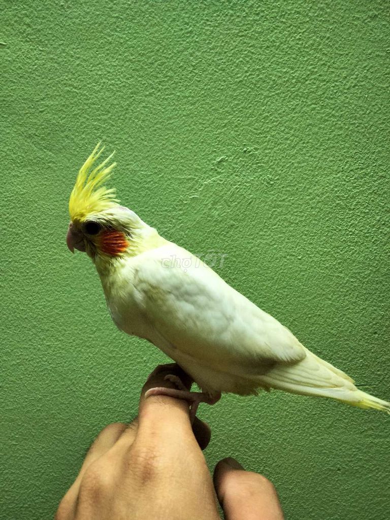 Cockatiel