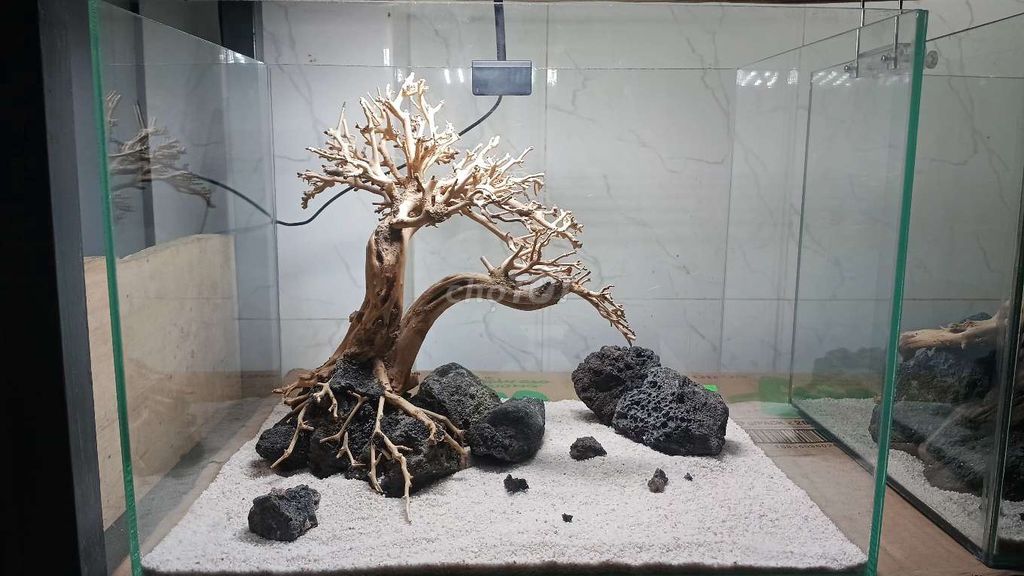 Cây bonsai dáng đổ hồ thủy sinh. Mua bán Cây cảnh, đồ trang trí tại Quận Hải Châu Đà Nẵng được đăng bởi Binn hình 1