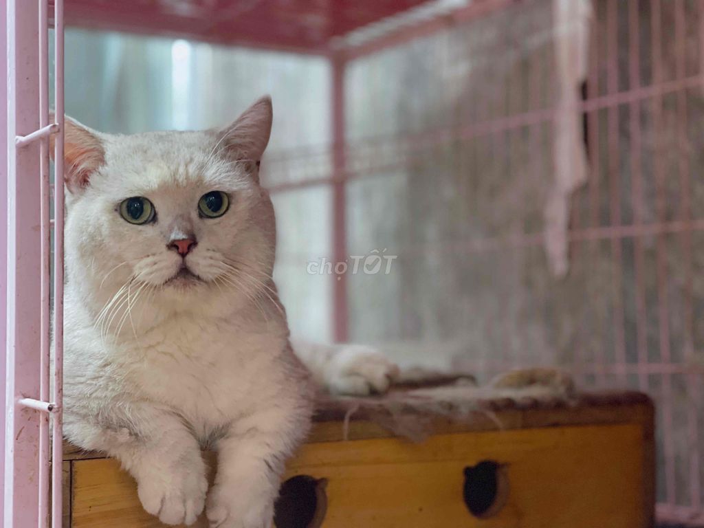 Tiêm vacxin 4b 200k - Phối giống munchkin tại Q3. Mua bán Phụ kiện, Thức ăn, Dịch vụ tại Quận 3 Tp Hồ Chí Minh được đăng bởi Kim Phương hình 1