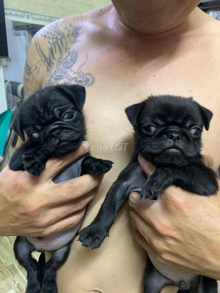 Chó Pug đen 2 tháng đã tiêm. Mua bán Chó tại Quận Bình Tân Tp Hồ Chí Minh được đăng bởi Trần thị thiên Hương hình 1