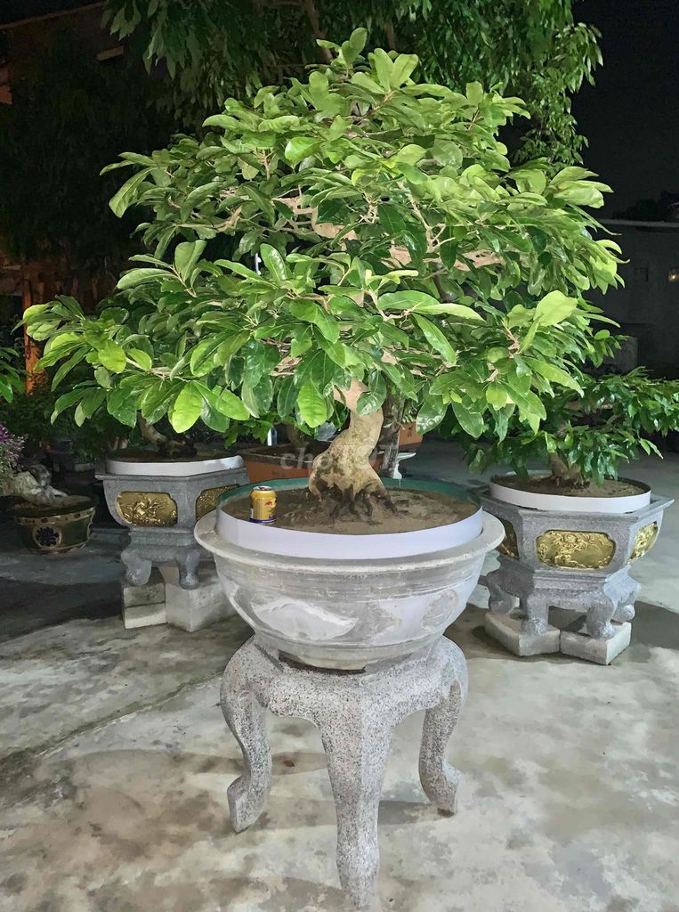 Bonsai Hoàng Mai Huế hàng chuẩn chỉ