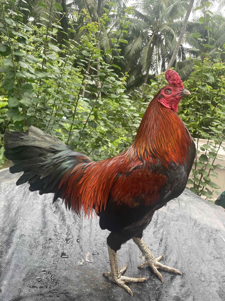 Gà chọi 3.3kg Đỏ đen. Mua bán Gà tại Huyện Mỏ Cày Nam Bến Tre được đăng bởi Thoại hình 1