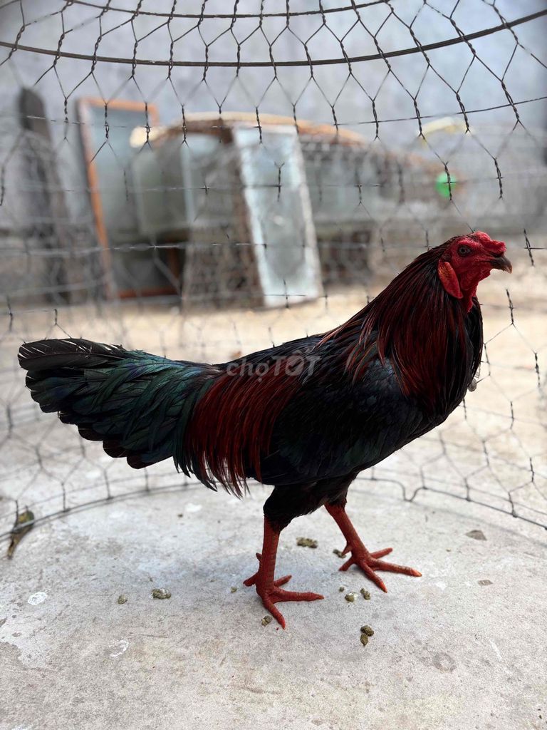 Gà chọi Đen Đỏ Đực 3.2kg. Mua bán Gà tại Huyện Châu Thành Bến Tre được đăng bởi Nguyễn Nguyễn hình 1