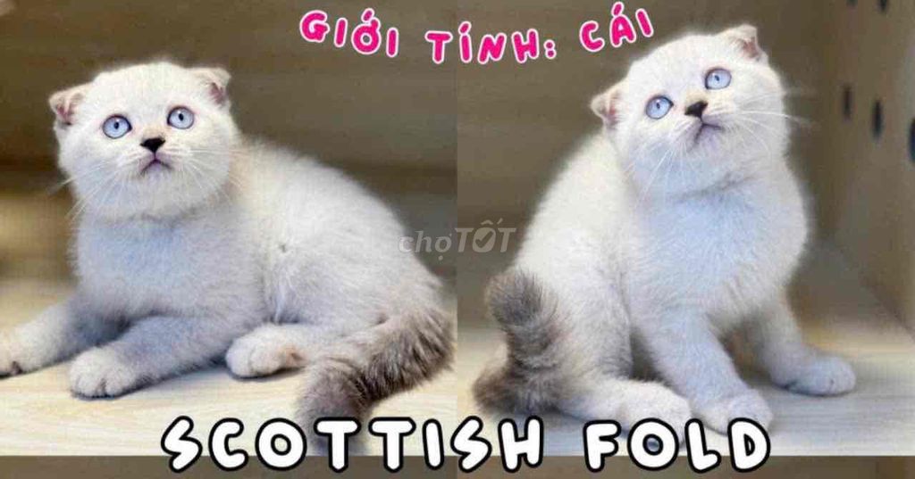 mèo Scottish tai cụp  ❤️