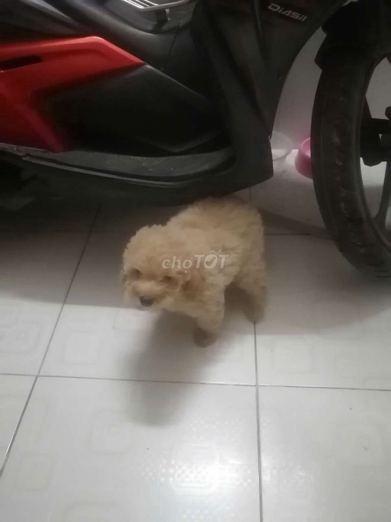 Cho poodle duôi 3 thang tươi