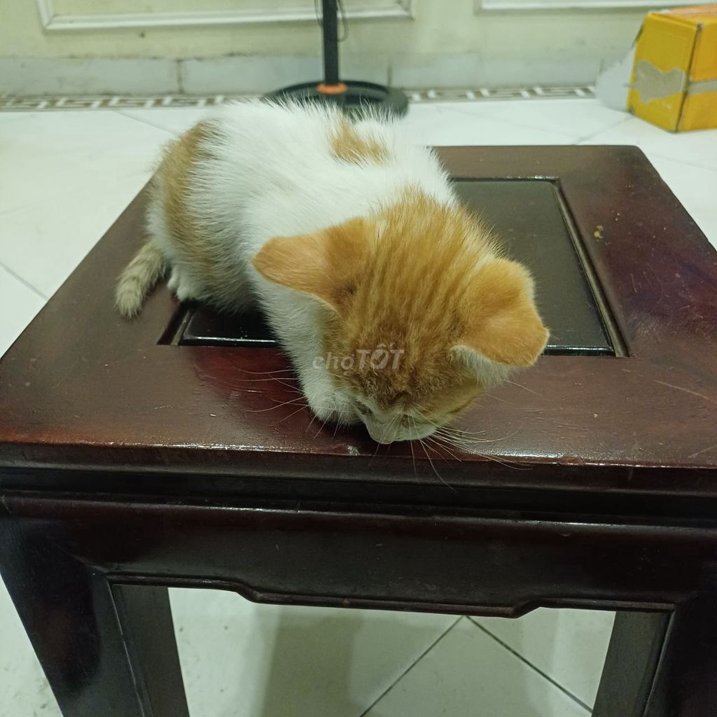 Mèo ta lai. Mua bán Mèo tại Quận Cầu Giấy Hà Nội được đăng bởi Thành Công hình 1