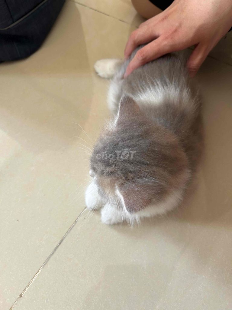 Mèo ALD tìm chủ mới