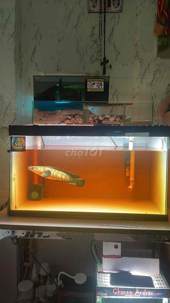 Hồ cá kính 60x35x35 có lọc tràn trên. Mua bán Phụ kiện, Thức ăn, Dịch vụ tại Huyện Nhà Bè Tp Hồ Chí Minh được đăng bởi Ngô Hy hình 1