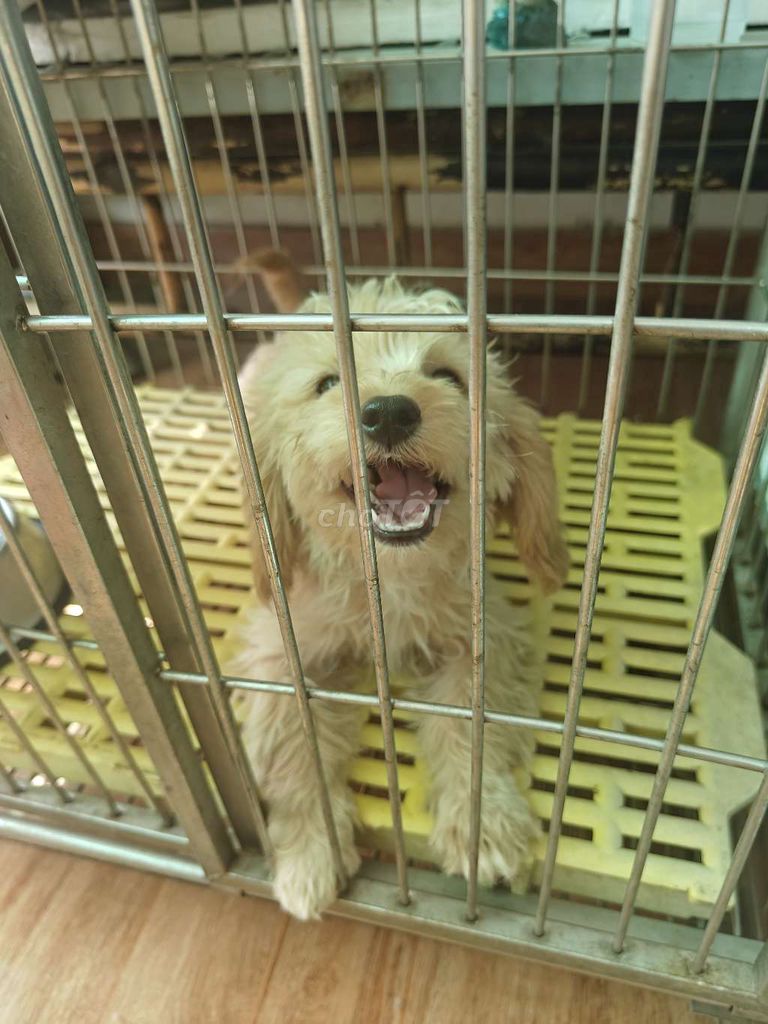 Poodle size nhỏ giá hạt rẻ. Mua bán Chó tại Quận 12 Tp Hồ Chí Minh được đăng bởi Nguyễn Anh Duẩn hình 4