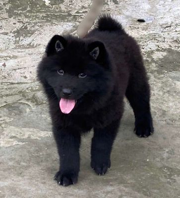 Chó cảnh Đực màu Đen