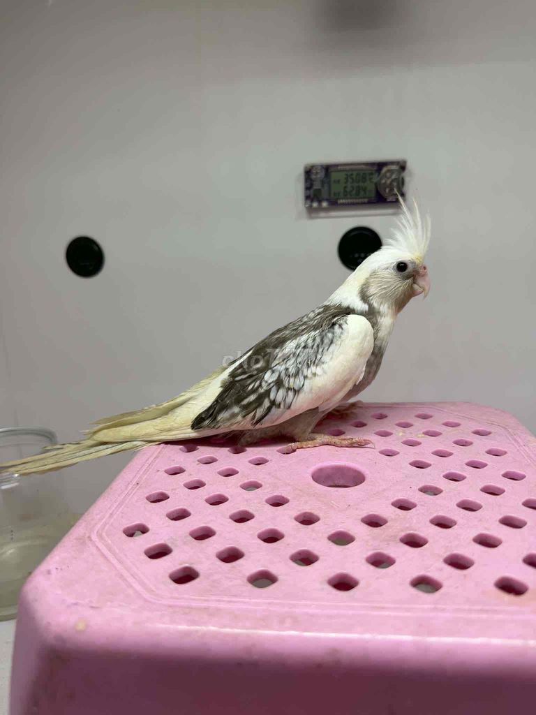 Vẹt Cockatiel tập hạt. Mua bán Chim tại Huyện Củ Chi Tp Hồ Chí Minh được đăng bởi BlackBird hình 1