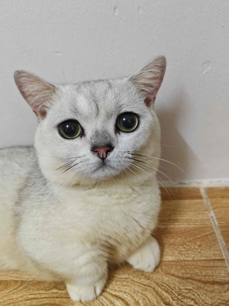 Mèo Anh lông ngắn Silver chân ngăn. Mua bán Mèo tại Quận 8 Tp Hồ Chí Minh được đăng bởi Na hình 2
