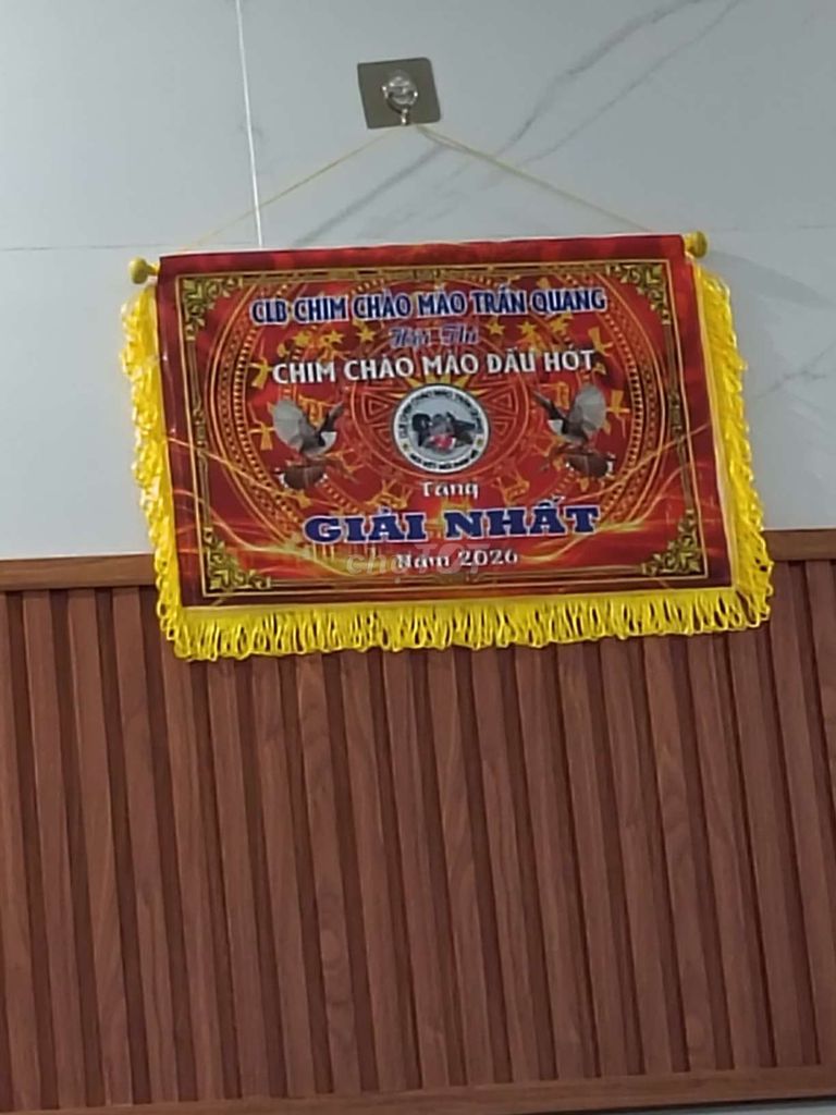Chim chào mào thi tuần có video. Mua bán Chim tại Quận Ngũ Hành Sơn Đà Nẵng được đăng bởi Lý Văn Minh hình 1