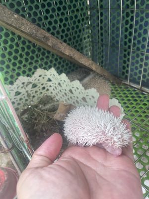 Nhím kiểng. Mua bán Thú cưng khác tại Quận 12 Tp Hồ Chí Minh được đăng bởi Thanh tú