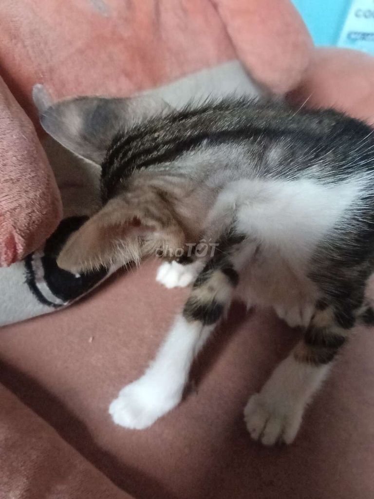 Mèo Munchkin đực Trắng, đen, nâu. Mua bán Mèo tại Quận 4 Tp Hồ Chí Minh được đăng bởi Nguyet Tran hình 1