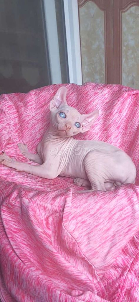 Mình cần tìm chủ mới cho 5 bé sphynx