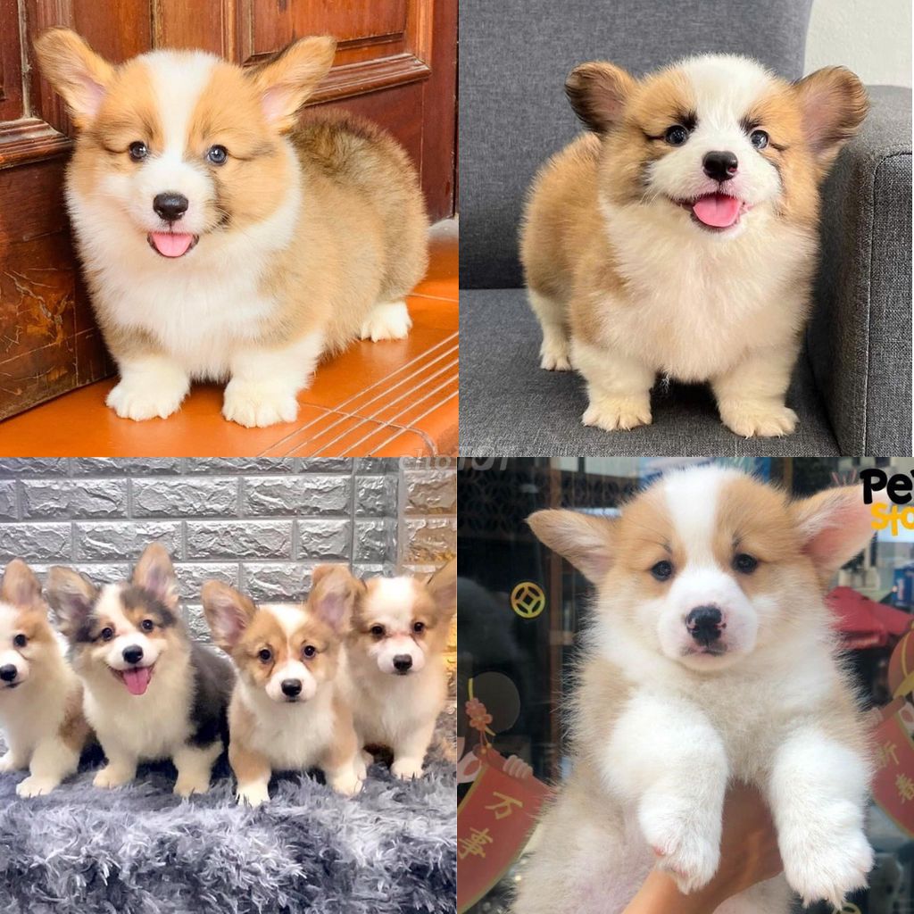 Bán chó corgi tại shop 130 đường 2/9 đà nẵng!!.. Mua bán Chó tại Quận Hải Châu Đà Nẵng được đăng bởi Chó Cảnh Đà Nẵng 130 đường 2 9  hình 1