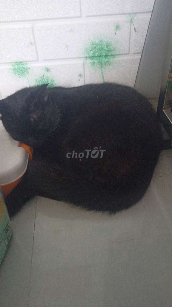 Mèo Anh lông ngắn lai đen hơn 1 tuổi. Mua bán Mèo tại Quận 6 Tp Hồ Chí Minh được đăng bởi Công hình 1