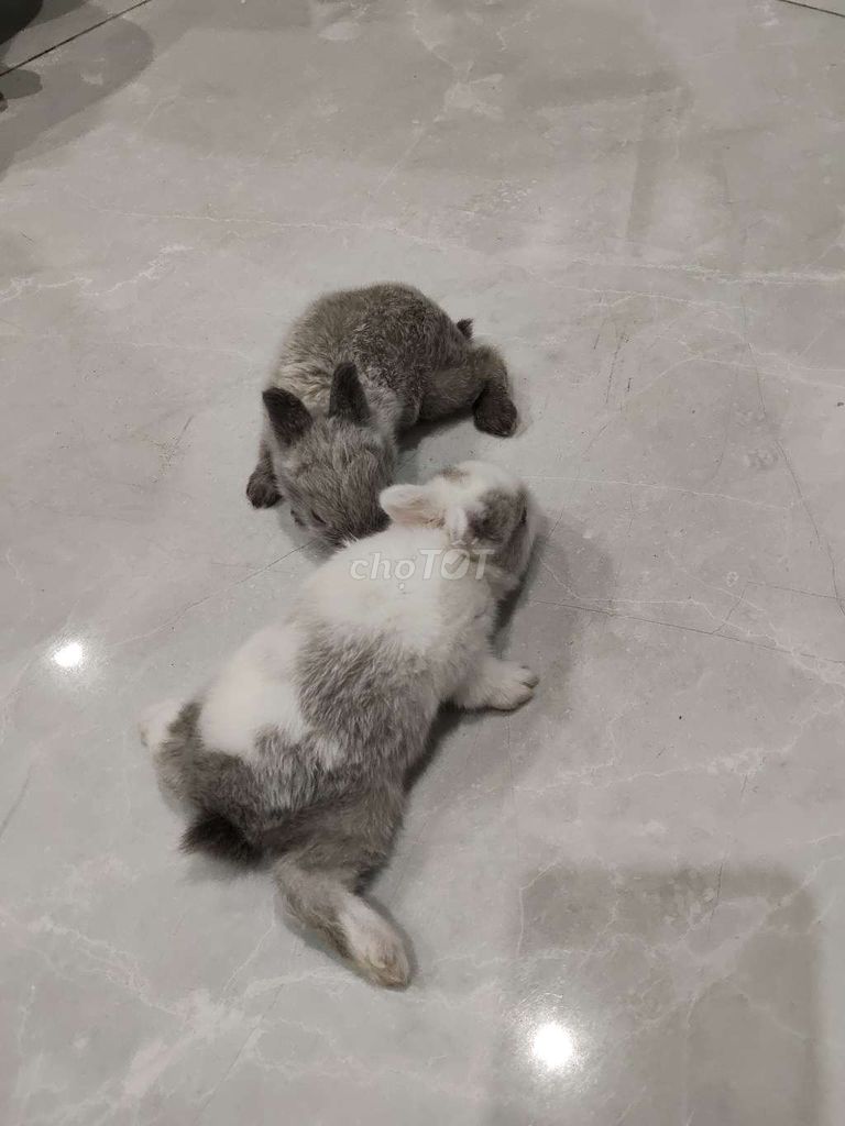 Thỏ Hà Lan lùn Xám, trắng xám hiền lành. Mua bán Thú cưng khác tại Thị xã Tân Châu An Giang được đăng bởi Nguyễn Bảo hình 1