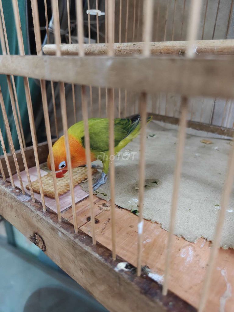 Vẹt cảnh Lovebird Xanh lá, cam. Mua bán Chim tại Quận 7 Tp Hồ Chí Minh được đăng bởi BÙI VĂN LUÂN hình 1