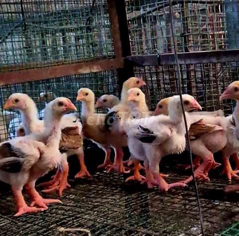 Gà giống 4tuổi đã tiêm đủ chân to. Mua bán Gà tại Thành phố Dĩ An Bình Dương được đăng bởi chuyên cung cấp gà đông tảo thuần chủng  hình 1